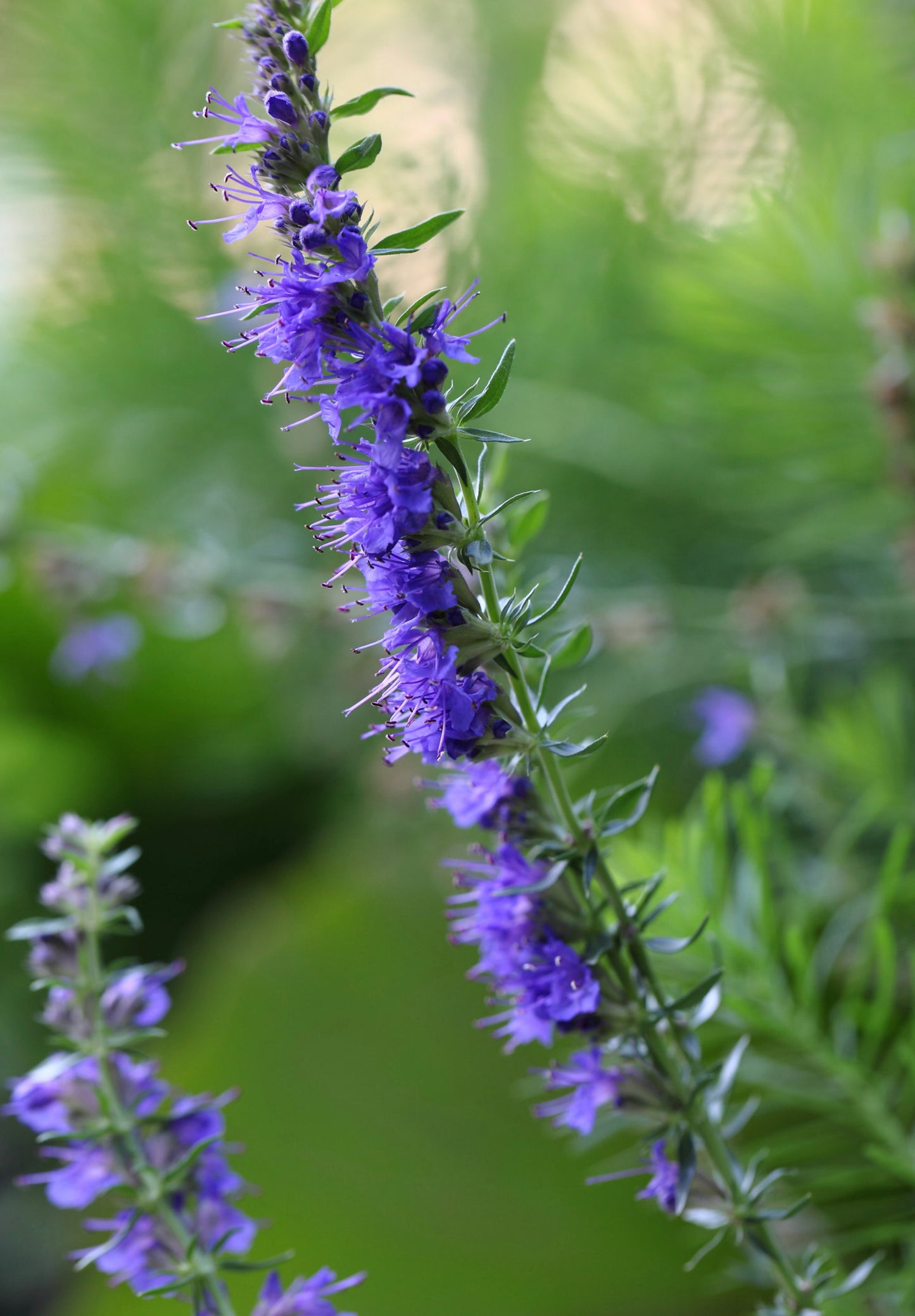 Isop Ægte - Hyssopus officinalis 'blue'