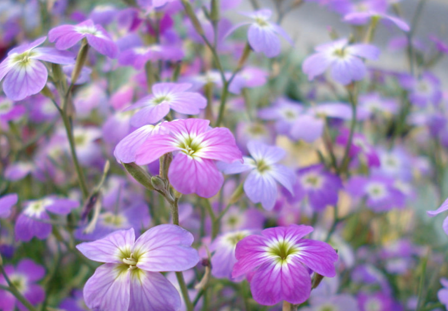 Strandlevkøj - malcolmia maritima