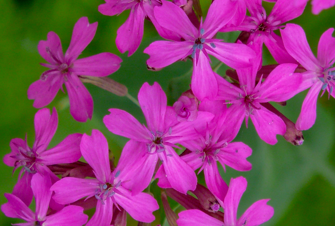 Tjærenellike - lychnis viscaria