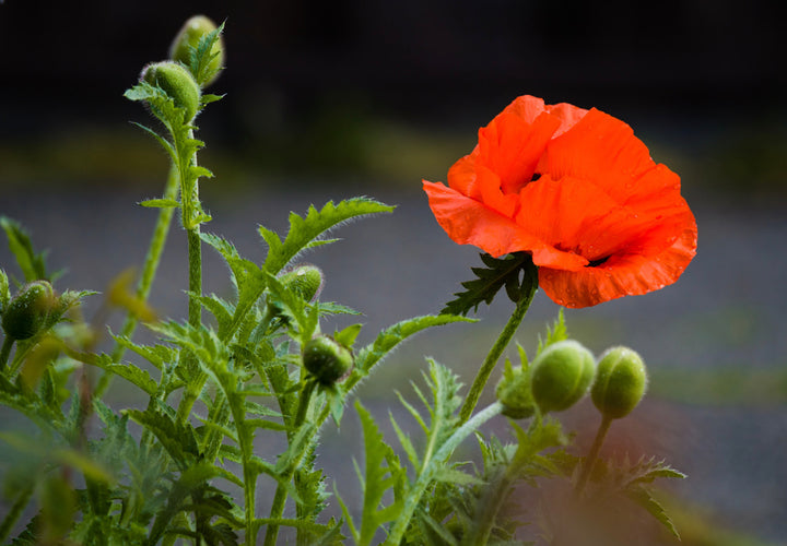 Opiumsvalmue - Papaver somniferum