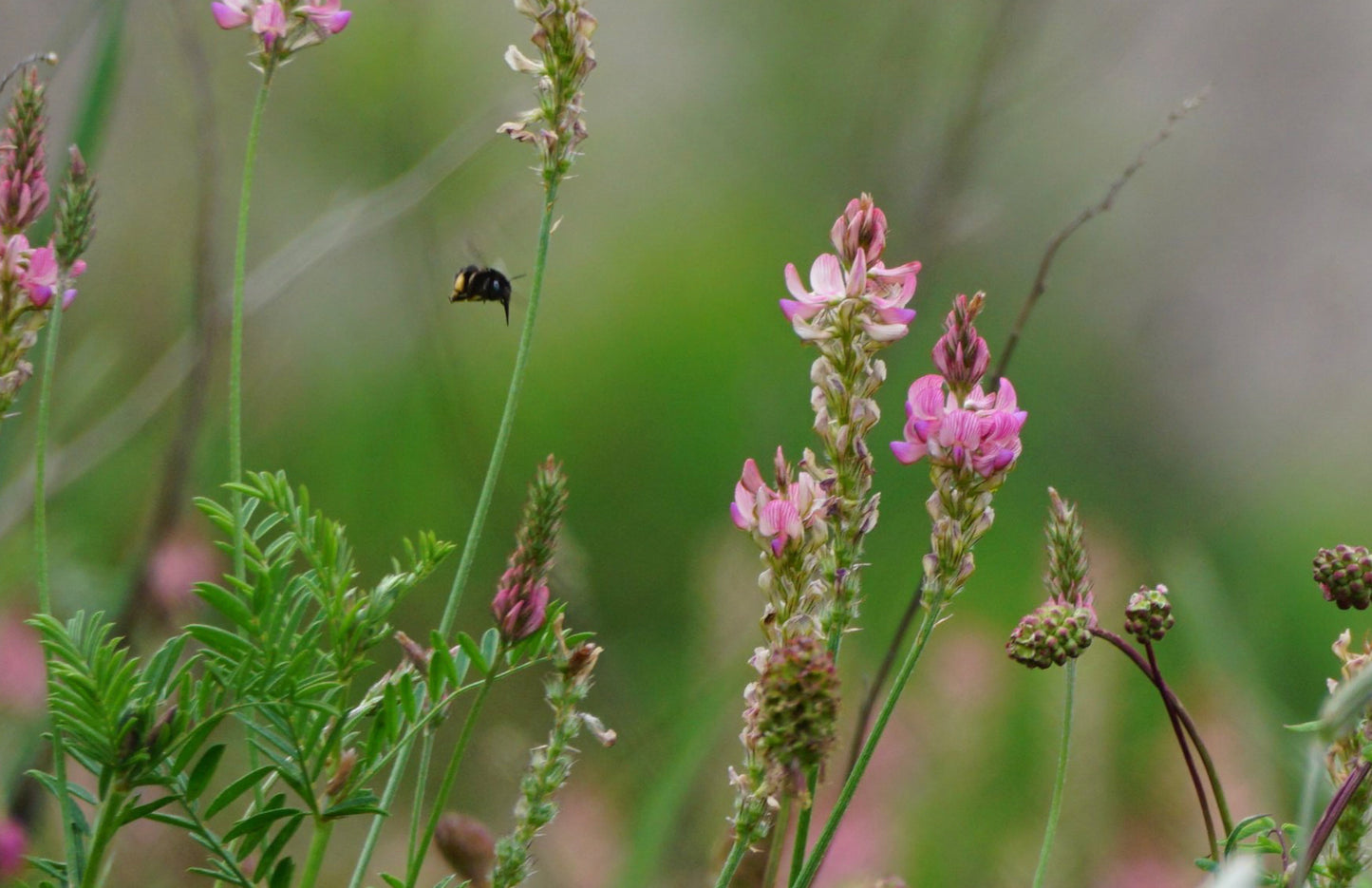 Esparsette (Onobrychis viciifolia)