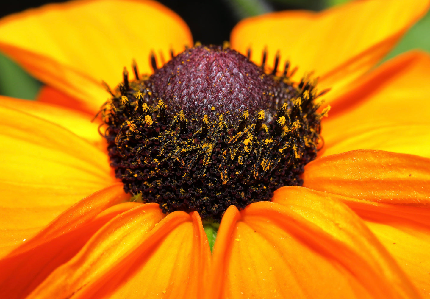 Solhat "Rustic Dwarf" - Rudbekia Hirta