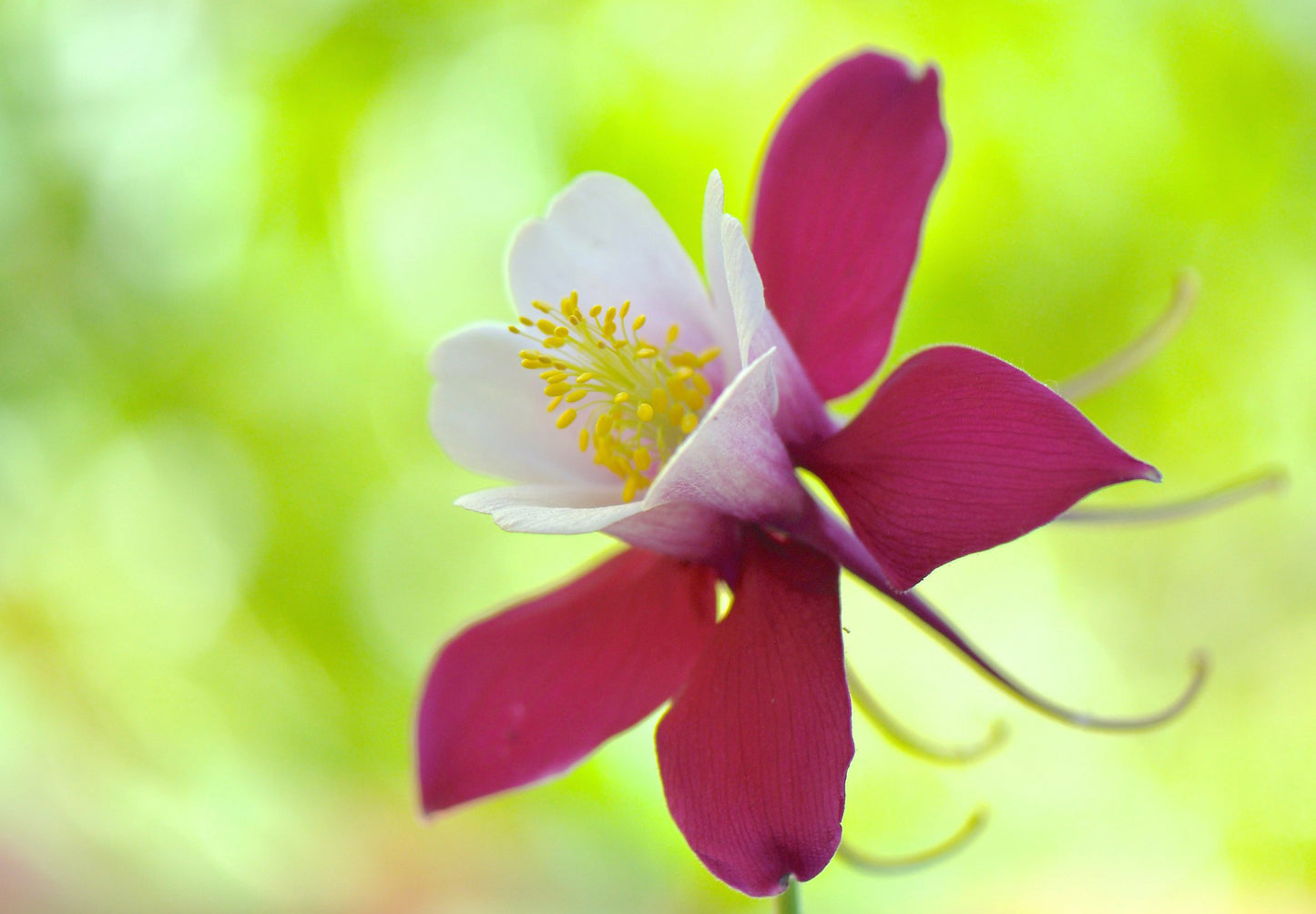 Akeleje Crimson Star - Aquilegia Caerulea Crimson Star