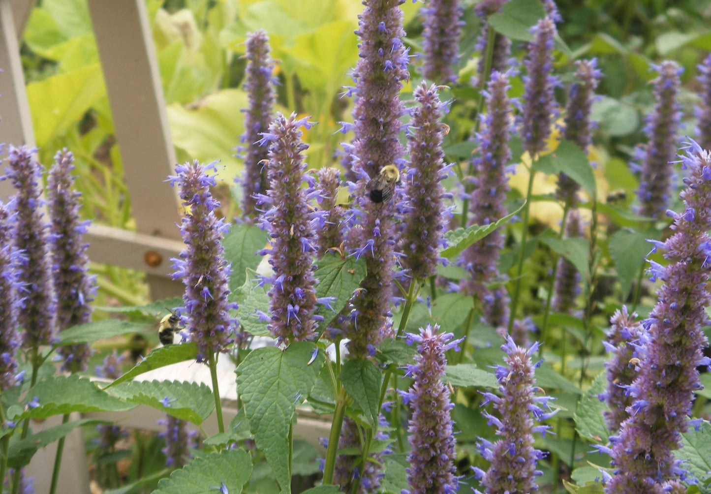 Isop Ægte - Hyssopus officinalis 'blue'