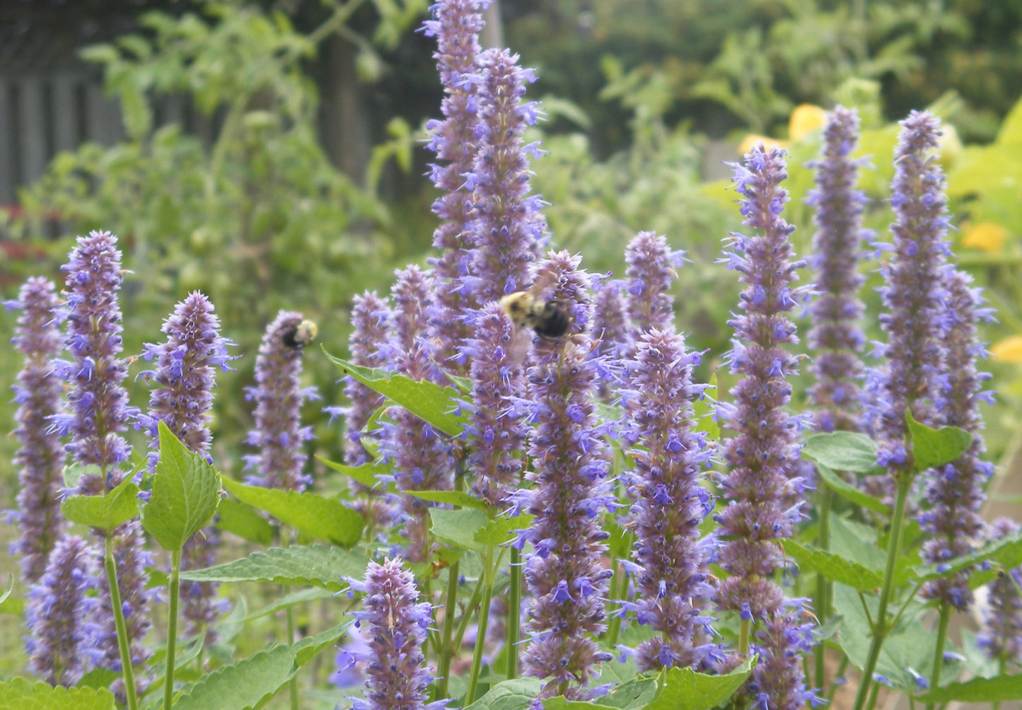 Isop Ægte - Hyssopus officinalis 'blue'