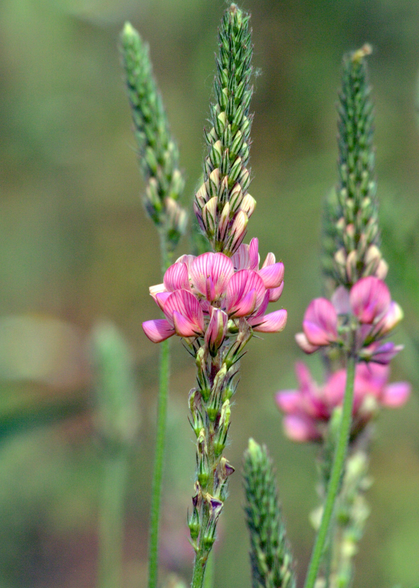 Esparsette (Onobrychis viciifolia)