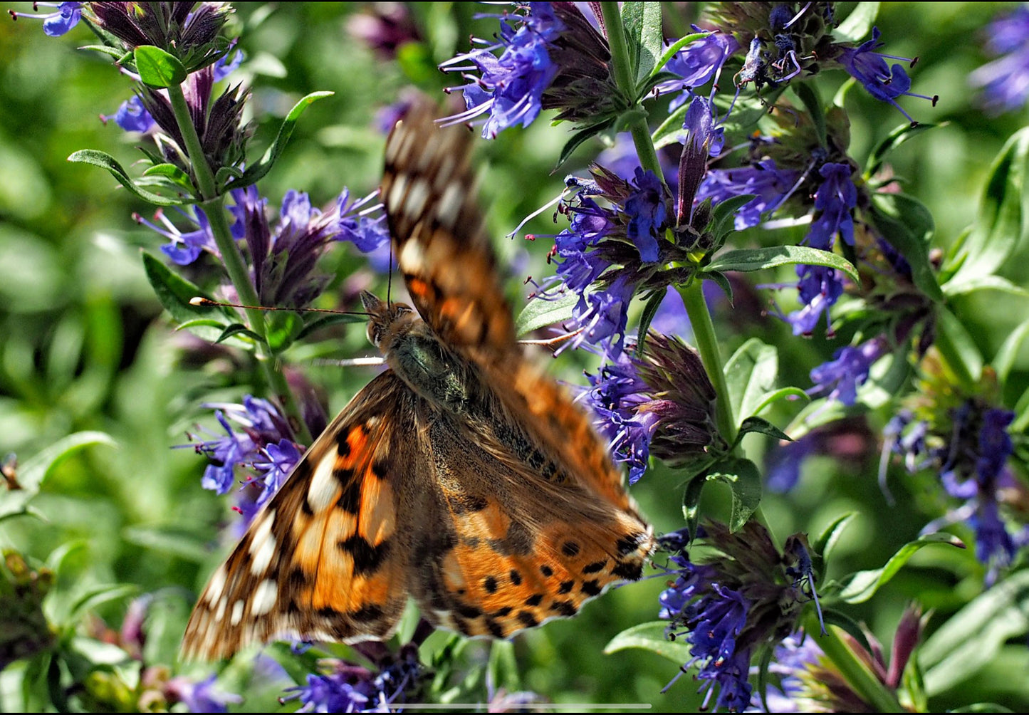 Isop Ægte - Hyssopus officinalis 'blue'