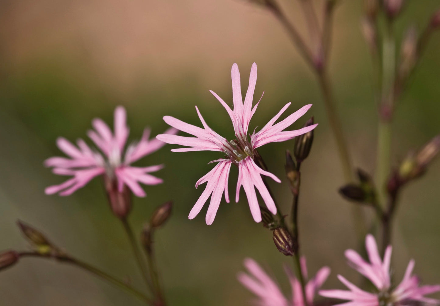 Trævlekrone - Lychnis flos-cuculi