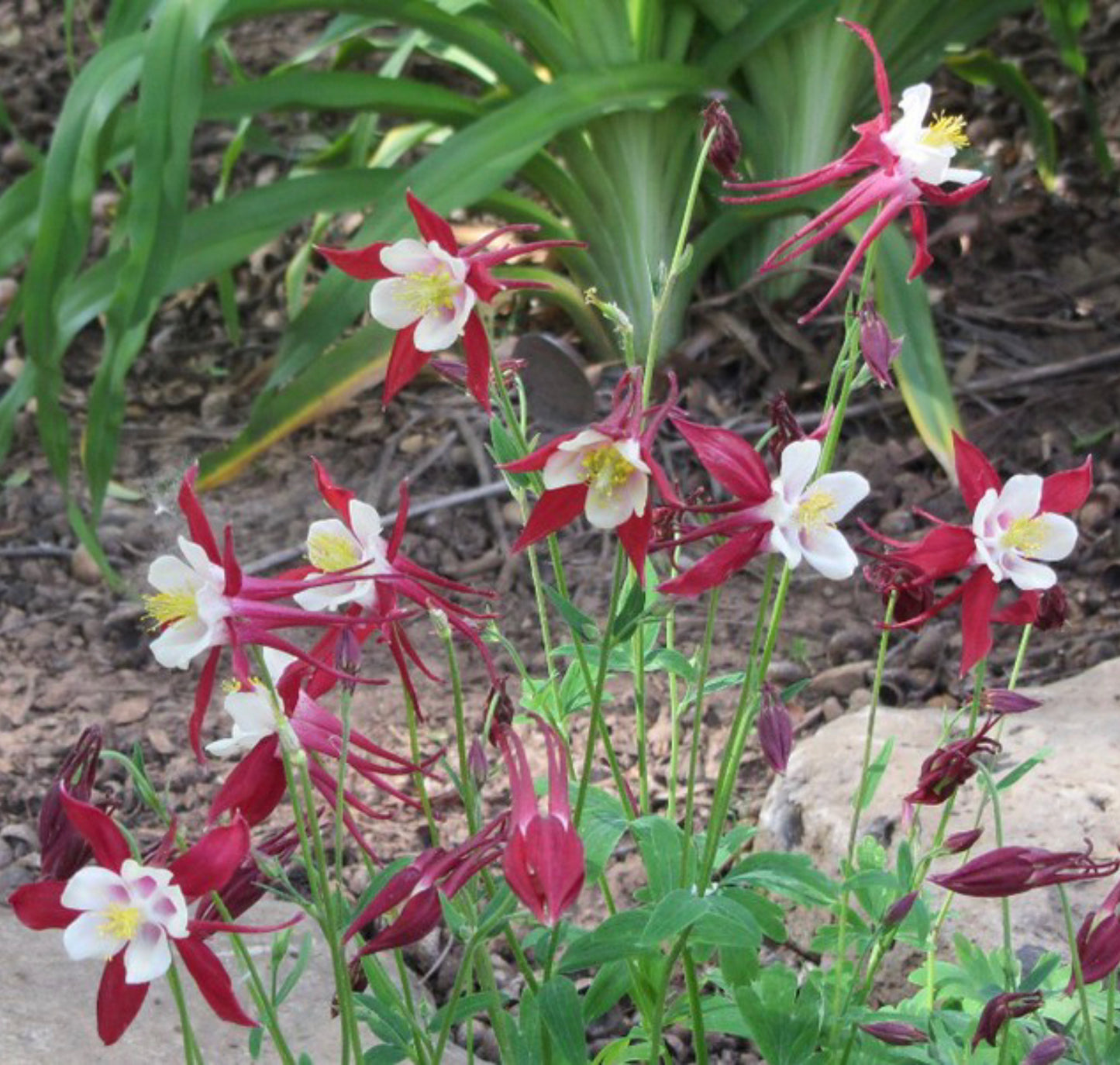 Akeleje Crimson Star - Aquilegia Caerulea Crimson Star