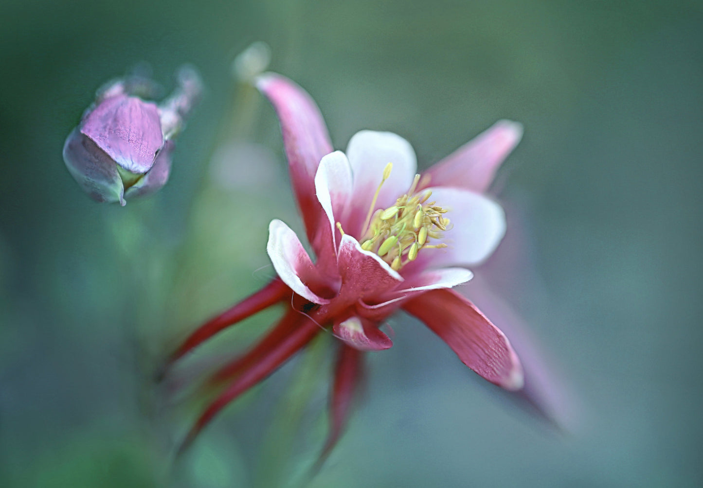 Akeleje Crimson Star - Aquilegia Caerulea Crimson Star