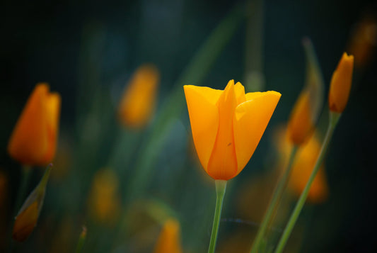 Kraveløs Californisk Valmue - Eschscholzia caespitosa