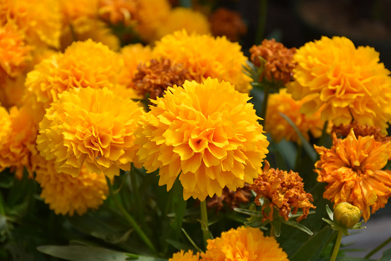 Skønhedsøje "Golden Globe" (Coreopsis grandiflora "Golden Globe")