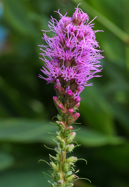 Langakset pragtskær Pink - Liatris spicata