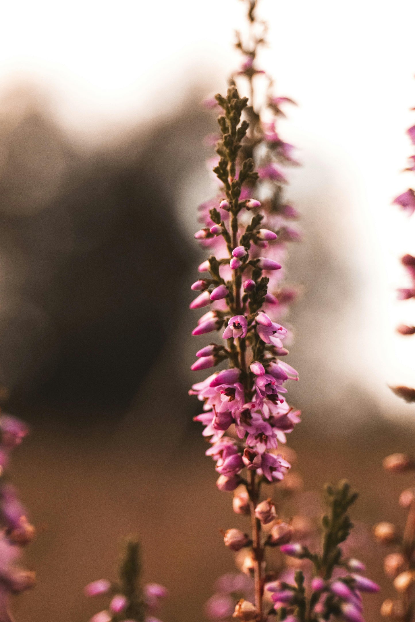 Dobbelt Ridderspore - Delphinium 'Pacific Giant Pink Astolat'