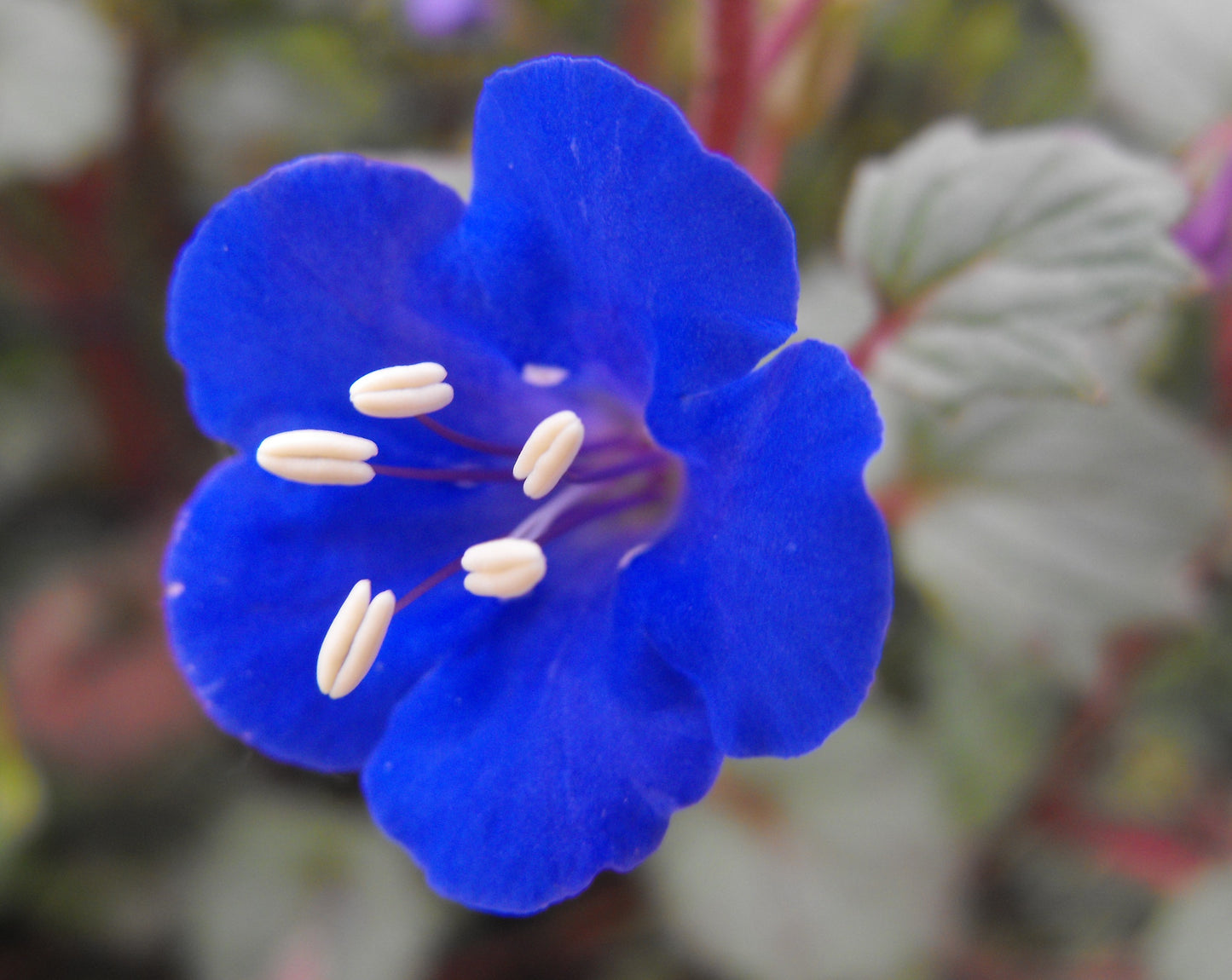 Klokke-honningurt "Desert bluebell" - phacelia campanularia