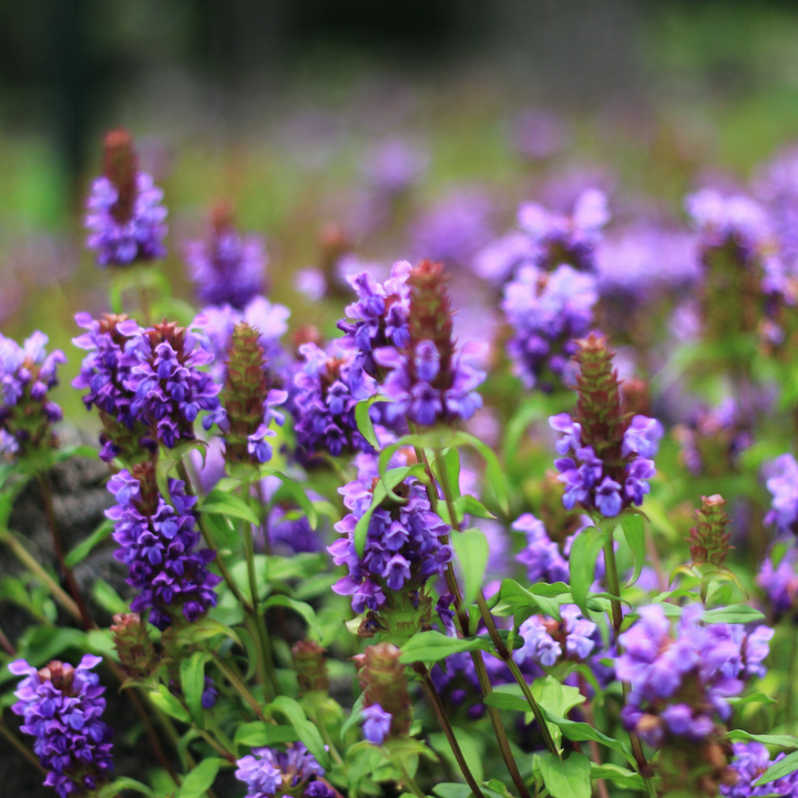 Almindelig brunelle – Prunella vulgaris