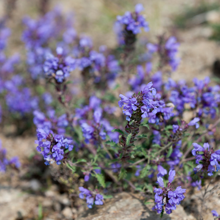 Almindelig brunelle – Prunella vulgaris