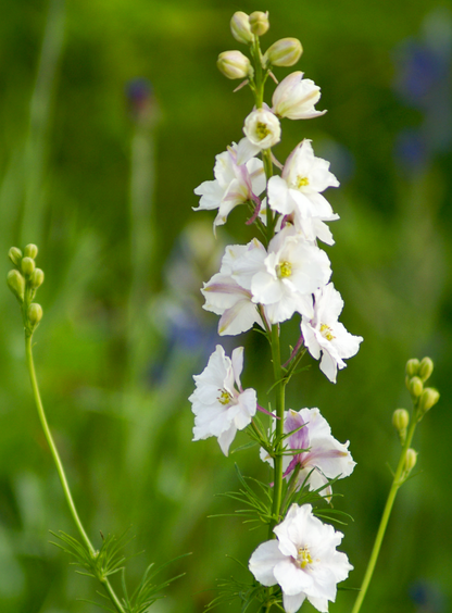 Hvid Ridderspore – Delphinium consolida (også kendt som Consolida ajacis)