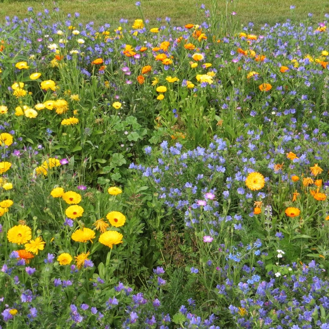 Biblomst stenbed med urter i blomst – salvie, timian og merian på grus og skrænt