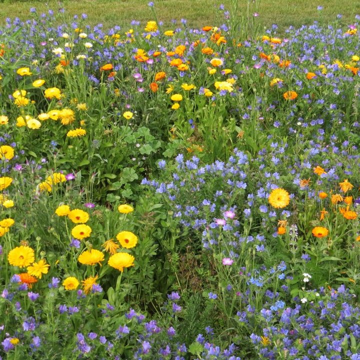 Biblomst stenbed med urter i blomst – salvie, timian og merian på grus og skrænt