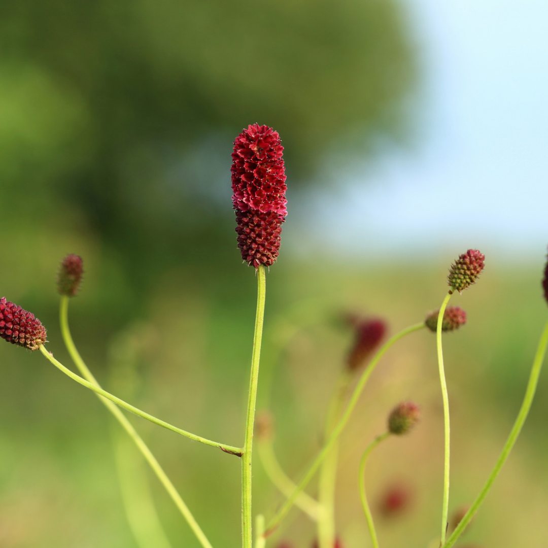 Lægekvæsurt – Sanguisorba officinalis