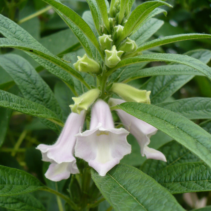 Sesam - sesamum indicum L.