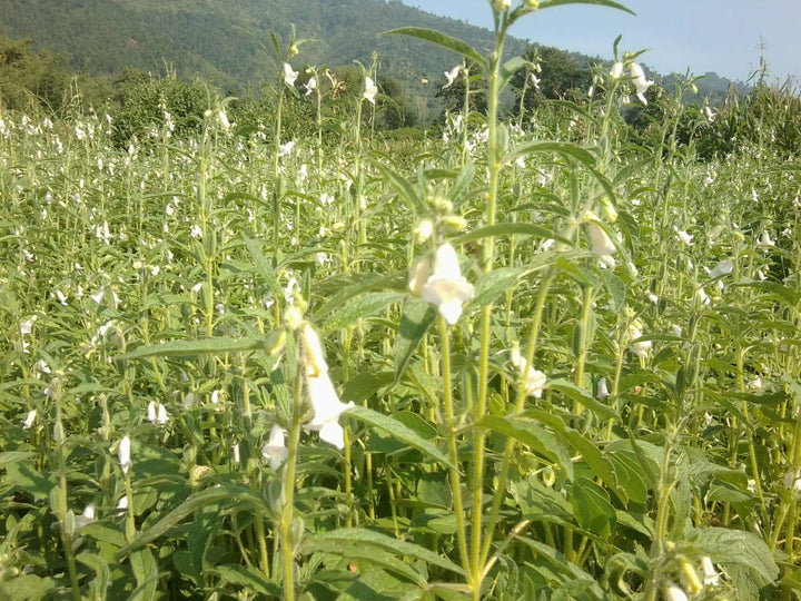 Sesam - sesamum indicum L.