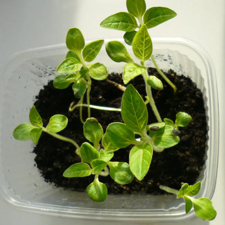 Sesam - sesamum indicum L.