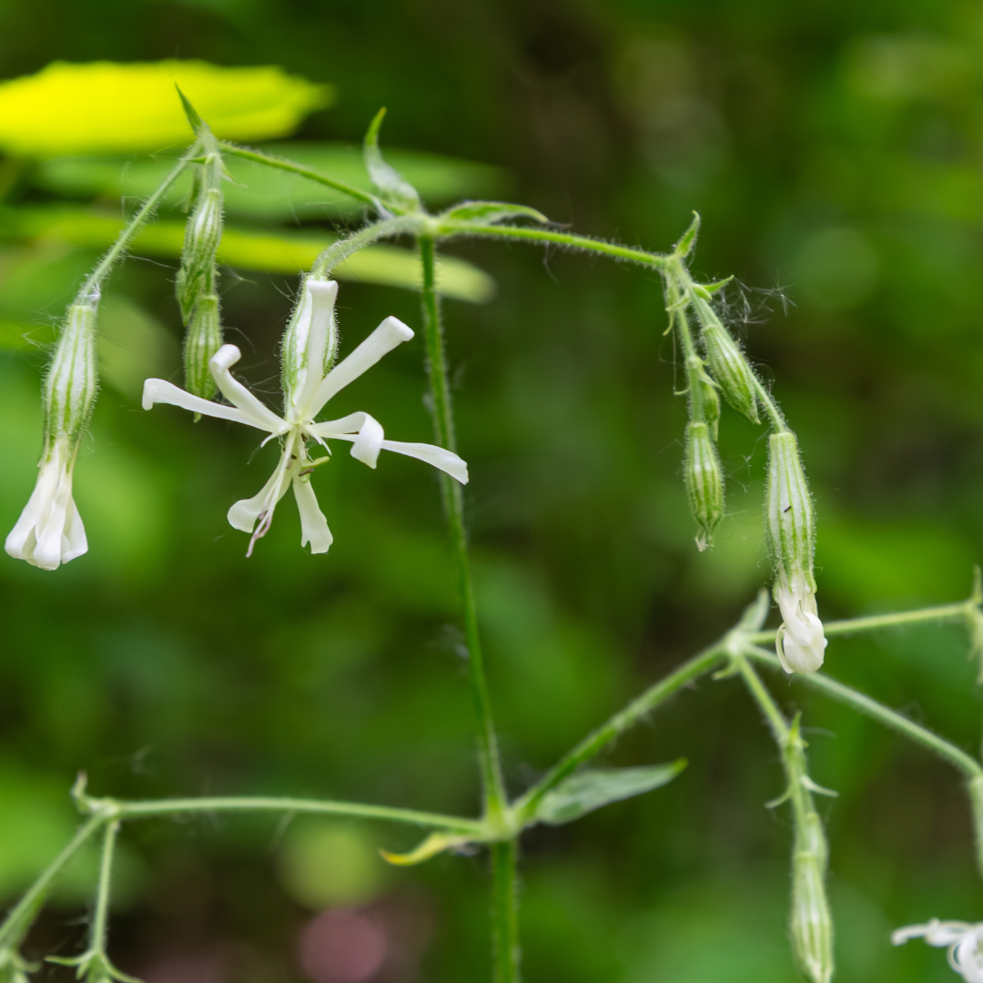 Nikkende limurt – Silene nutans
