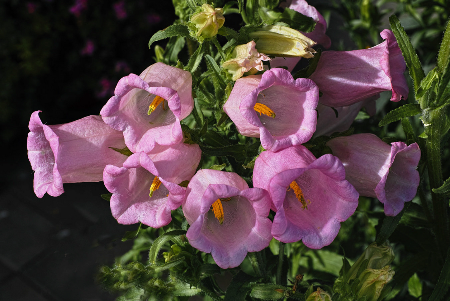 Marieklokke Dobbelt farvemix - Campanula medium calycanthema