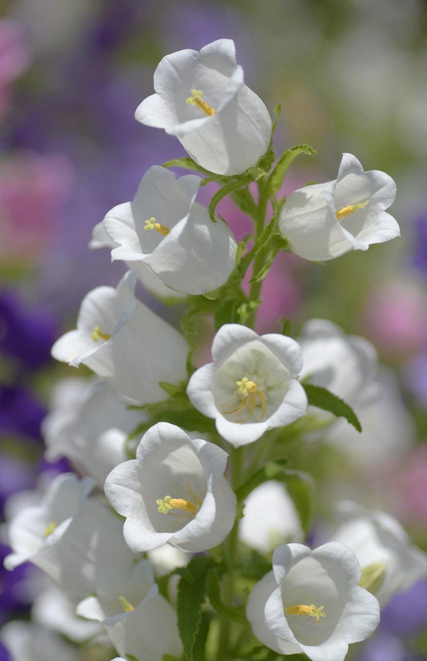 Marieklokke Dobbelt farvemix - Campanula medium calycanthema