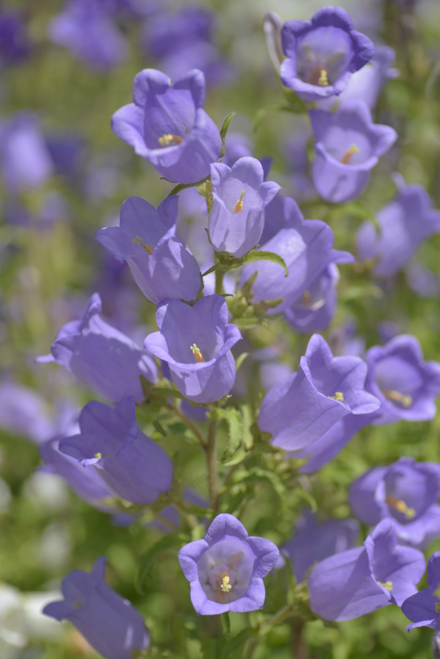 Marieklokke Dobbelt farvemix - Campanula medium calycanthema