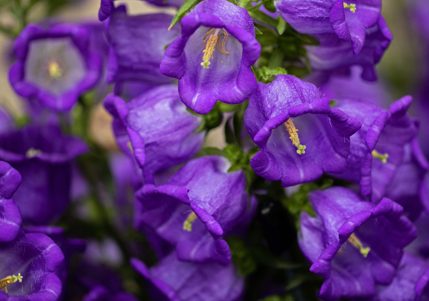 Marieklokke Dobbelt farvemix - Campanula medium calycanthema