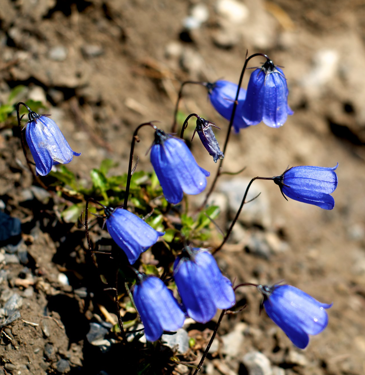 Marieklokke Dobbelt farvemix - Campanula medium calycanthema