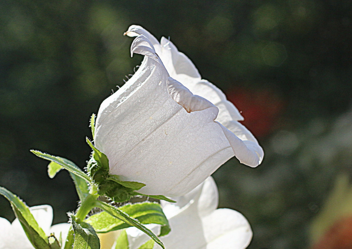 Marieklokke Dobbelt farvemix - Campanula medium calycanthema