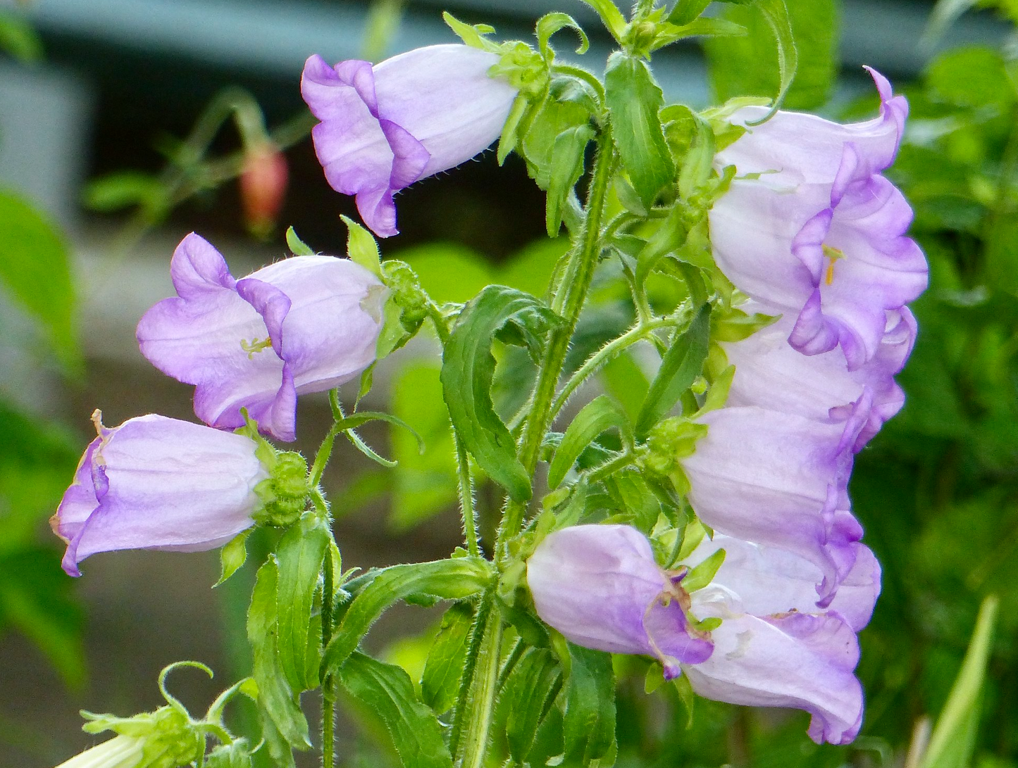 Marieklokke Dobbelt farvemix - Campanula medium calycanthema