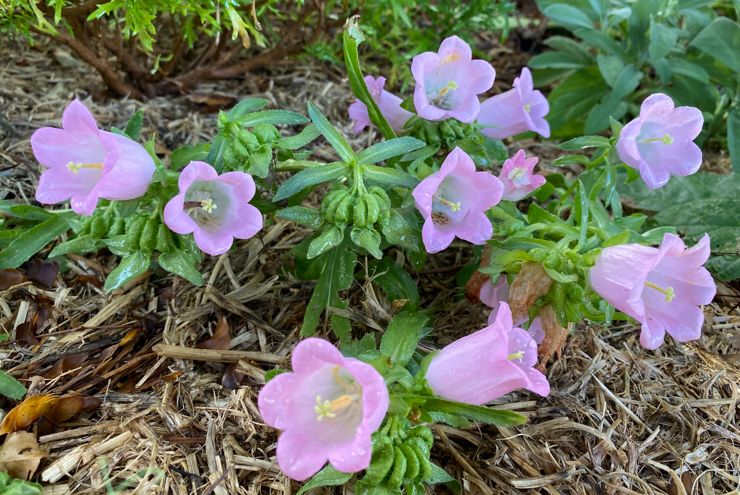 Marieklokke Dobbelt farvemix - Campanula medium calycanthema