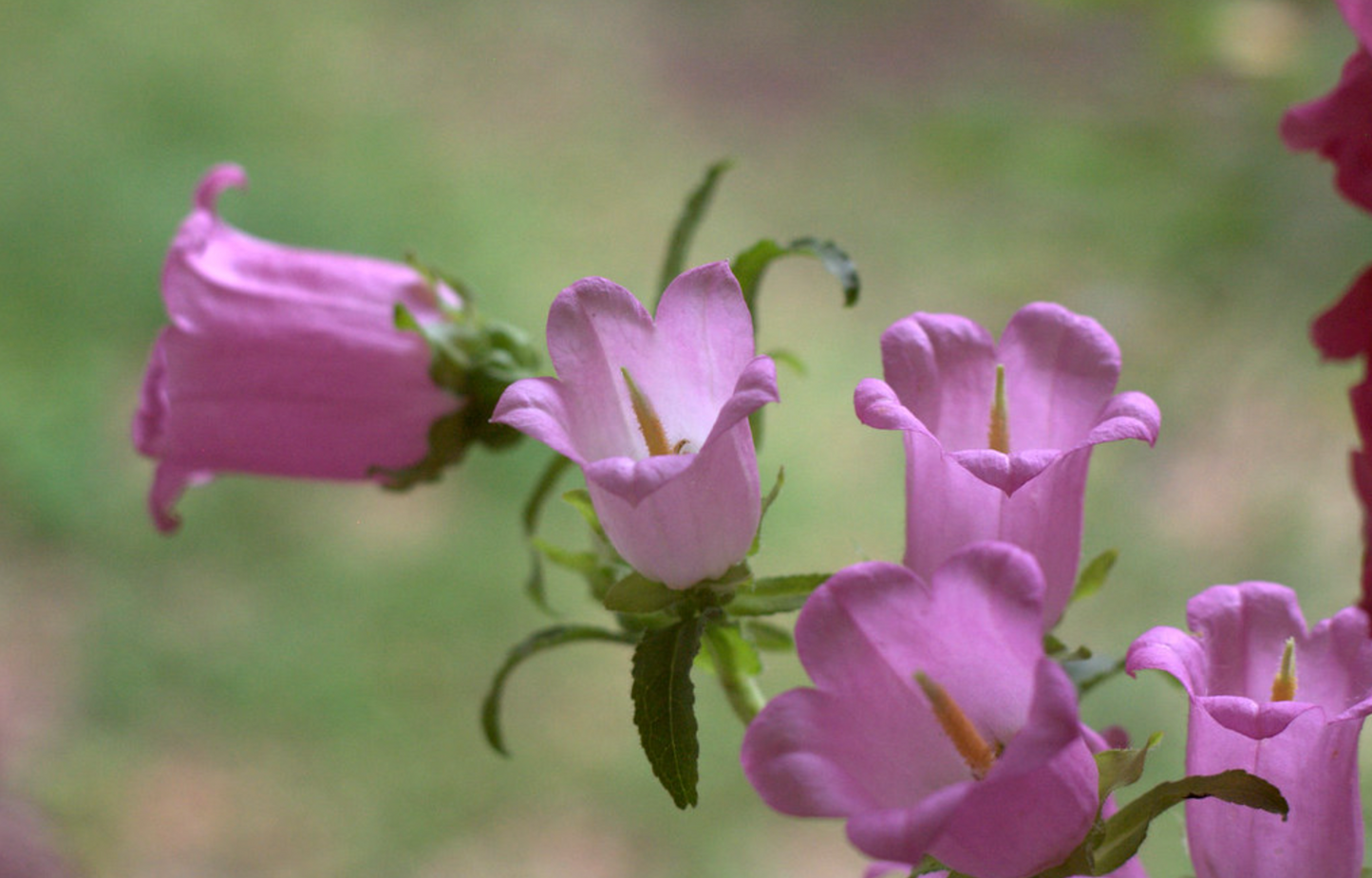 Marieklokke Dobbelt farvemix - Campanula medium calycanthema