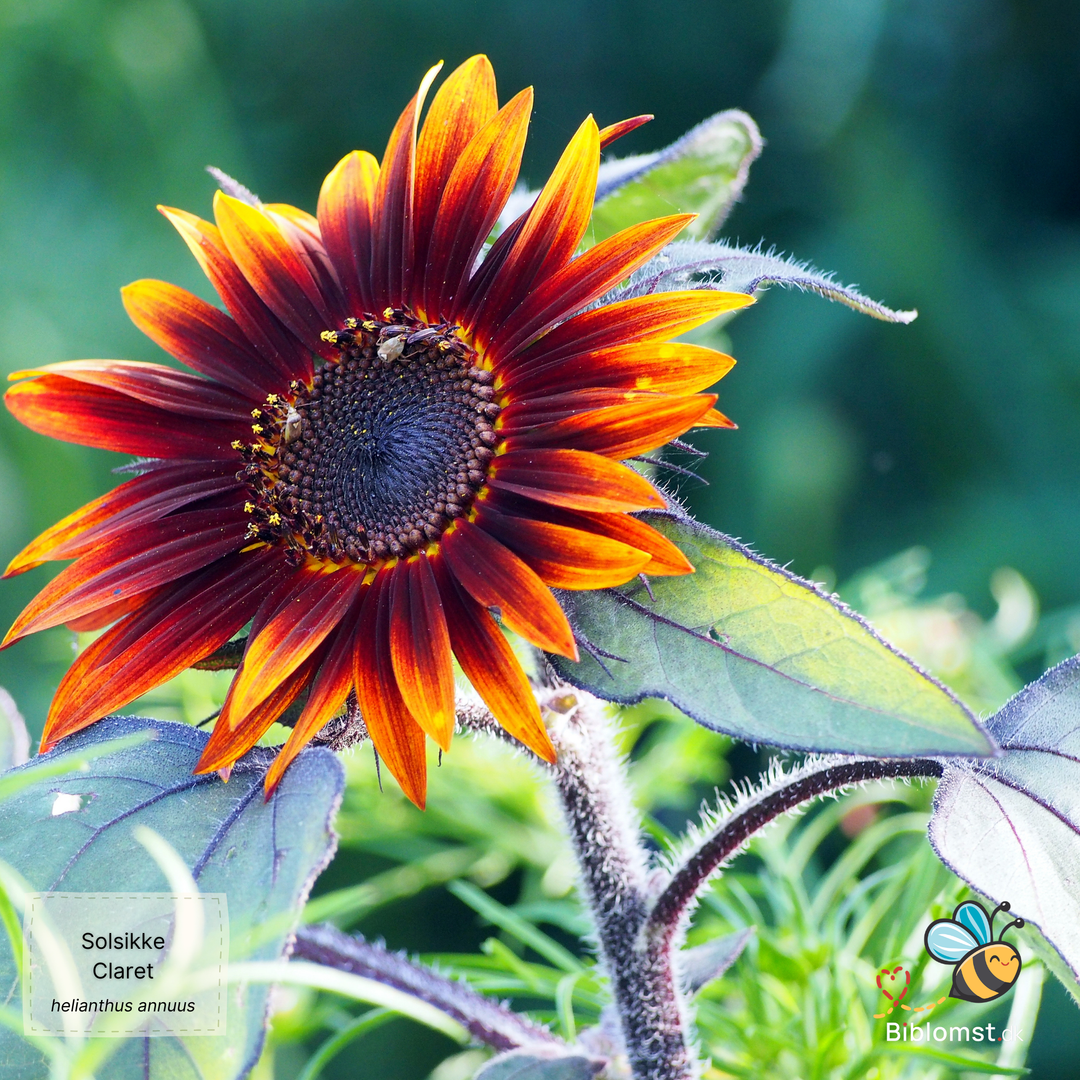 Solsikke Claret F1 - helianthus annuus