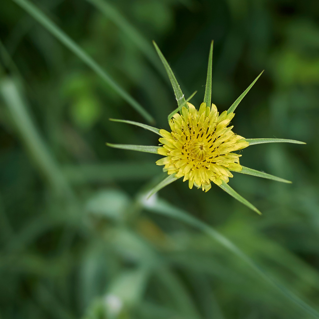 Eng-gedeskæg – Tragopogon pratensis