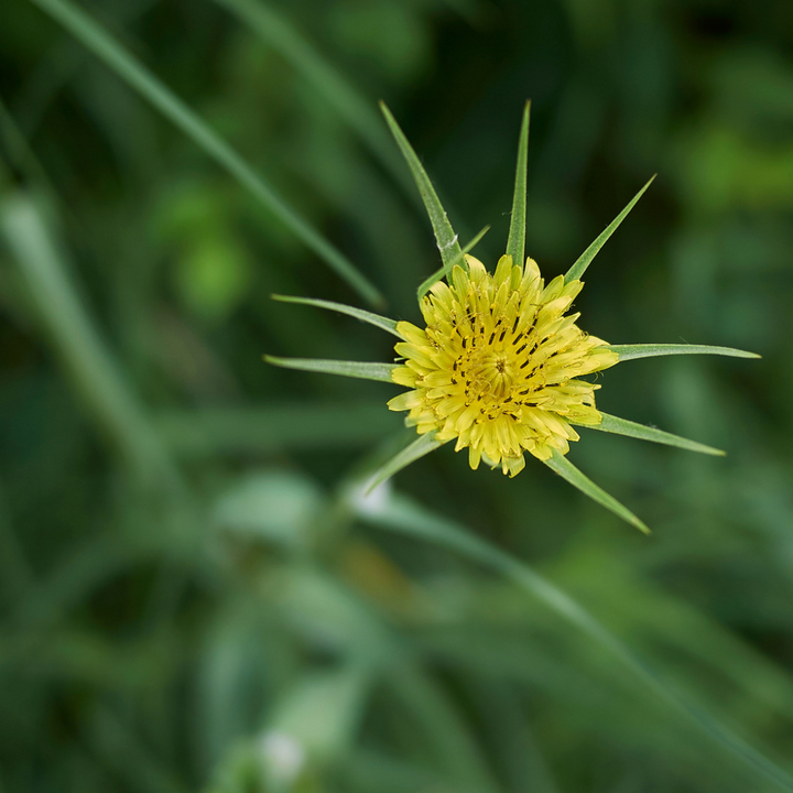 Eng-gedeskæg – Tragopogon pratensis