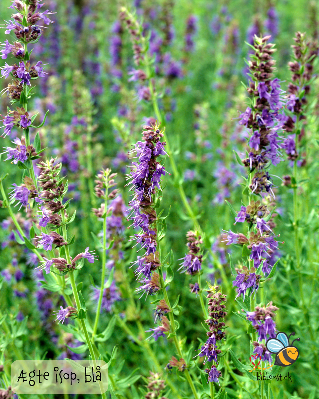 Isop Ægte - Hyssopus officinalis 'blue'