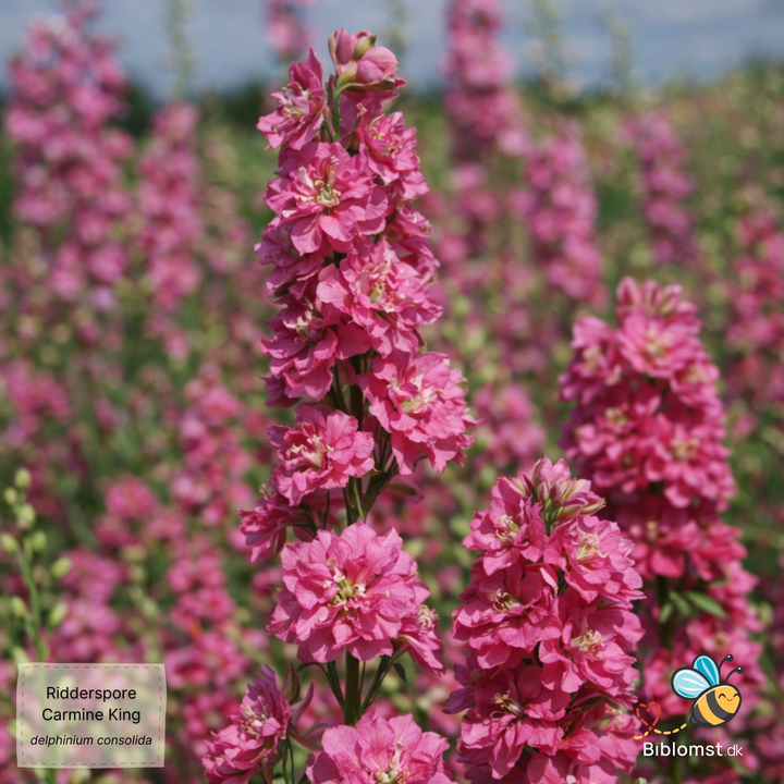 Ridderspore ’Carmine King’ – Delphinium consolida