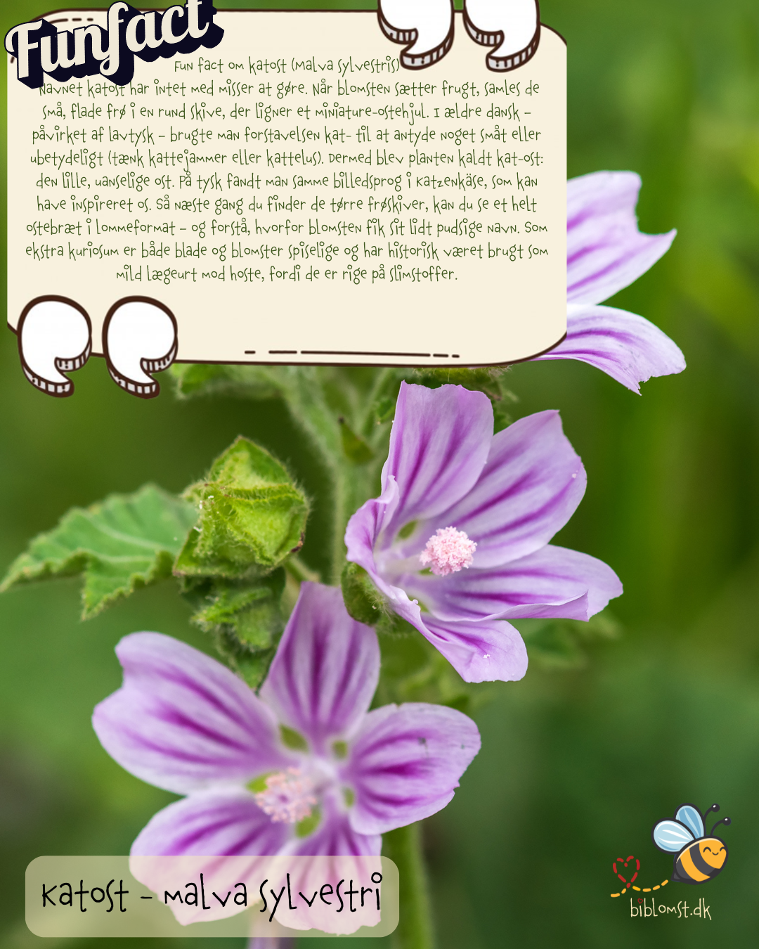 Katost - Malva sylvestris