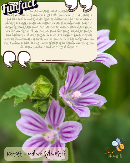 Katost - Malva sylvestris