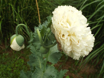 Pæonvalmue 'Double Cream' - Papaver paeoniflorum