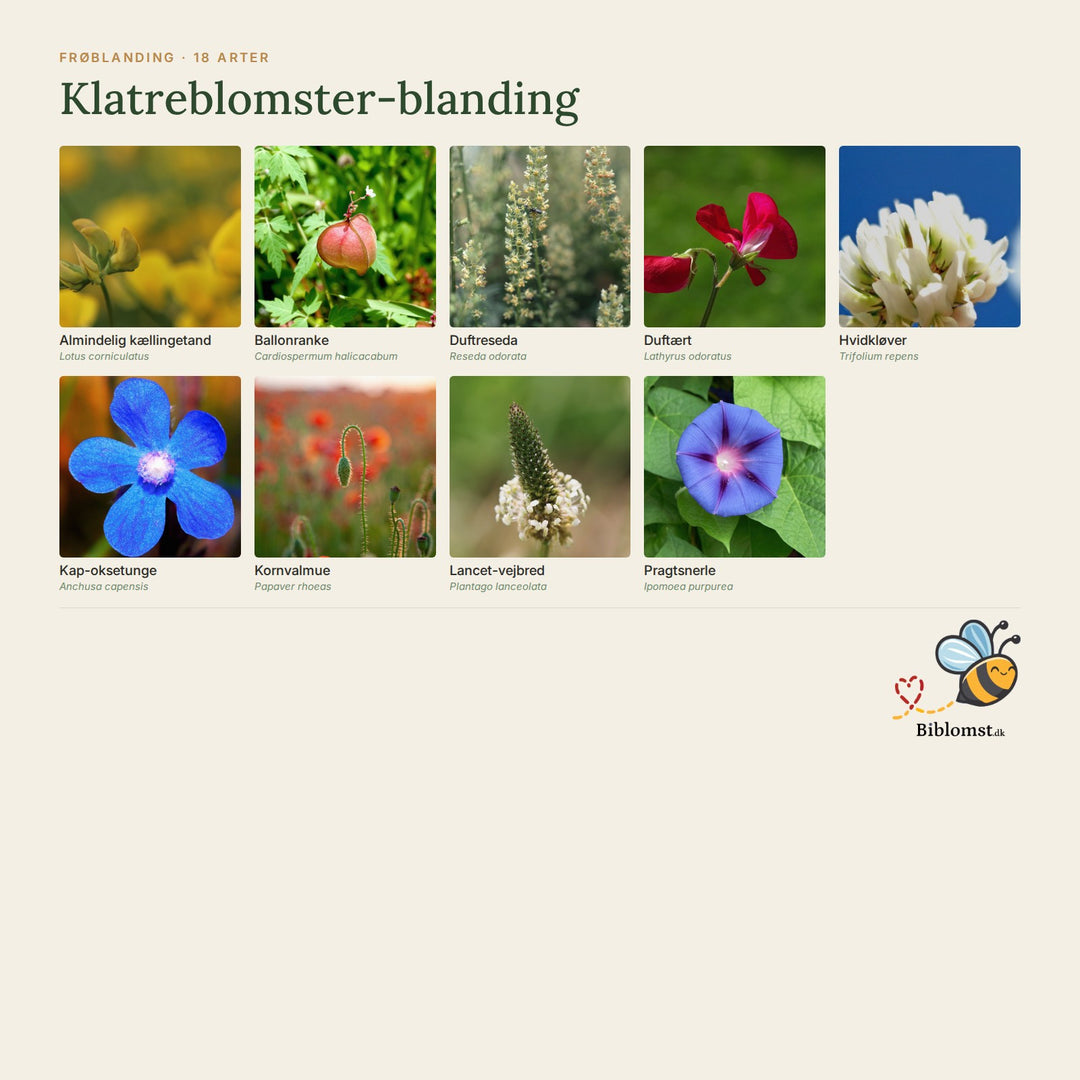 Biblomst klatreblomster-blanding – oversigt over arterne i blandingen (1)