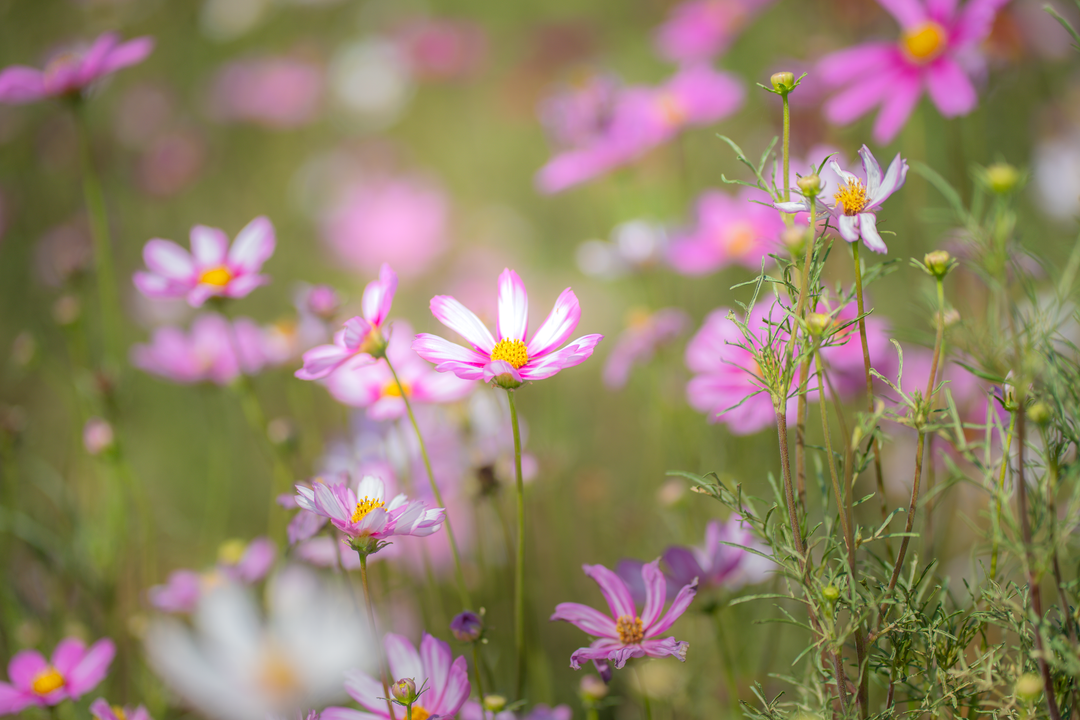 Cosmos bipinnatus 'Daydream'