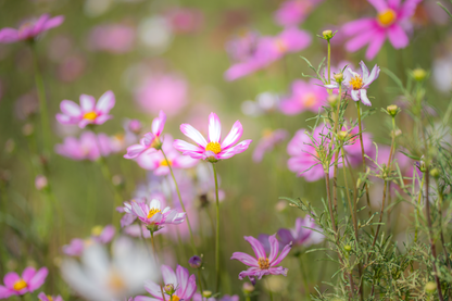Cosmos bipinnatus 'Daydream'