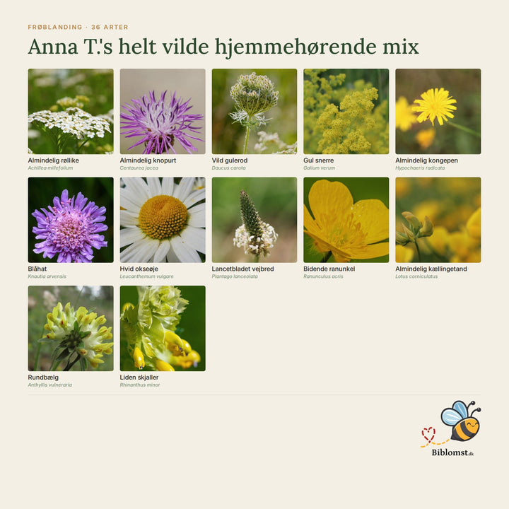 Anna T.&